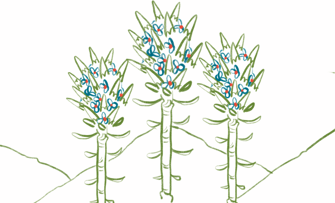 Plataforma Chagual